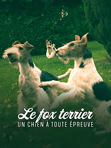 Le fox terrier : un chien à toute épreuve