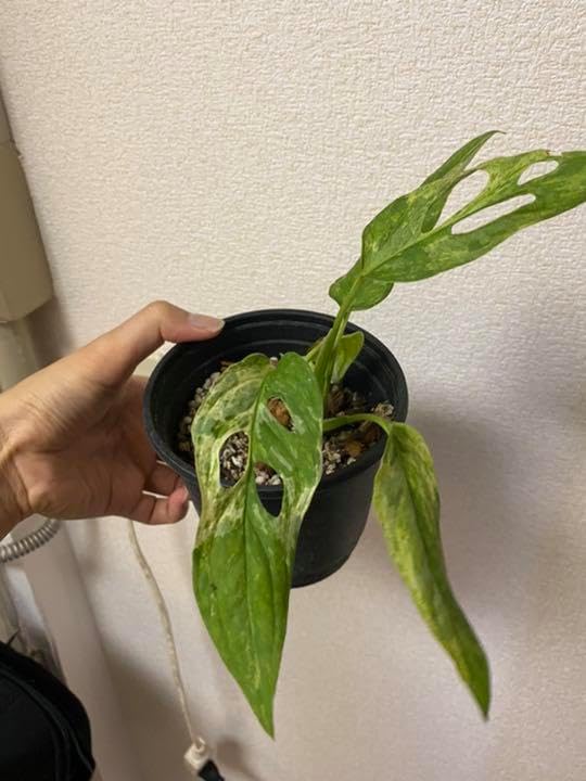 マドカズラミント斑入りMonstera adansonii mint マドカズラミント斑入りMonstera adansonii mint