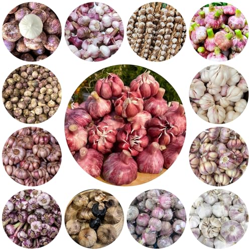 semi di aglio perenni resistenti - da esterno piantare l'aglio giardino interno per rialzate copertura del terreno 400pcs