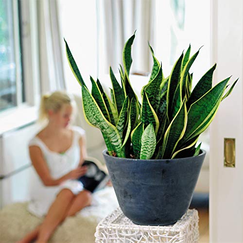 PLANT IN A BOX - Set van 3 Sansevieria Laurentii - Vrouwentong - Oersterke kamerplanten - pot ⌀12 cm - Hoogte 30-40cm - Afbeelding 4