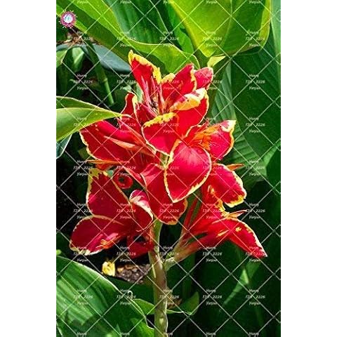 100 pcs/Bag, Hemerocallis Seed,Tawny Daylily Cover
