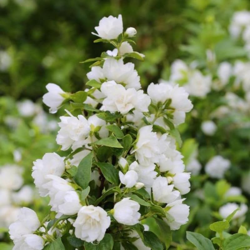 10 Months Old Mock Orange Live Plants, White Flower Mock Orange Tree for Planting, Ready to Plant, Dormant in Winter, Fragrant