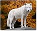 Produktbild Merchandise for Fans Mauspad/Mouse Pad aus Textil mit Rückseite aus Kautschuk rutschfest für alle Maustypen Motiv: Wolf weißer Wolf stehend in herbstlicher Landschaft [10]