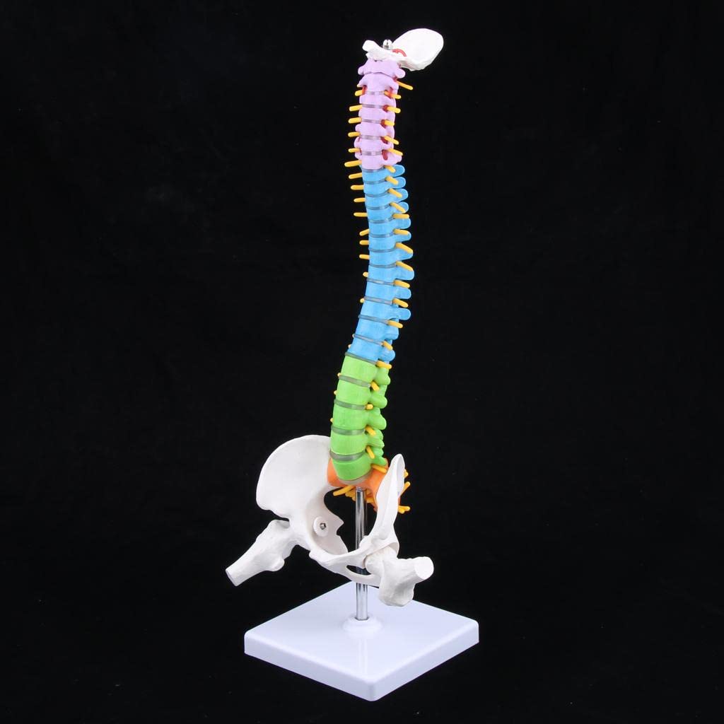 Modelo de Esqueleto de Vertebral Humana con Pelvis