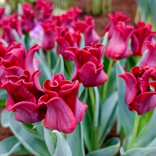 bulbi di tulipano perenni resistenti, bouquet tulipano precoci primaverile, decorazione rare, balcone da giardino 6pcs