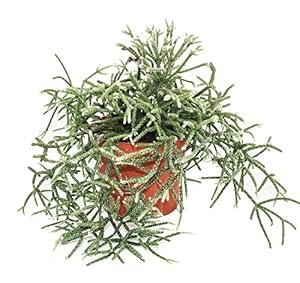 Exotenherz Rhipsalis pilocarpa Korallenkaktus im 12cm Topf