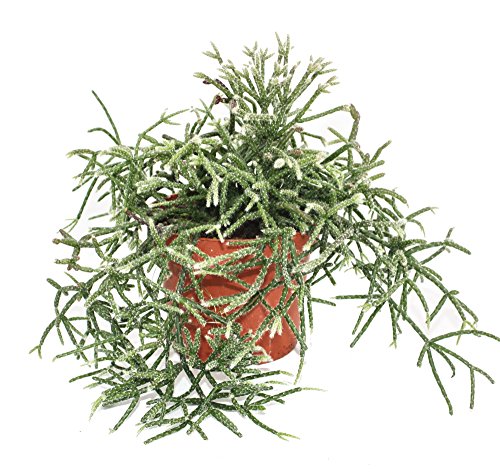 Exotenherz Rhipsalis pilocarpa Korallenkaktus im 12cm Topf