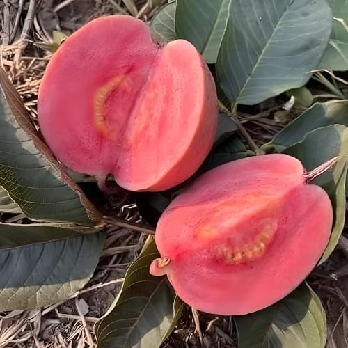Image of Red Guava Hybrid Live Plant, All Seasons Sweet Fruit Tree for Home Garden, Height 30-60 cm, Indoor Outdoor