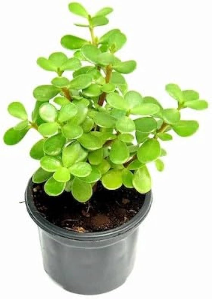 Live Growing Plants Original Green Jade Plant ||Crassula Lucky Bonsai Feng Shui Plant|| Best For Home Decorative Money Desi Jade Plant (Pack of 1With Black pot) A_25-image-6