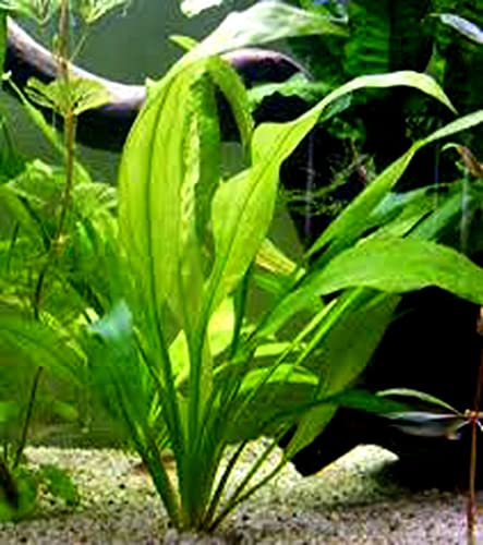Amazon Sword - Beautiful Live Aquarium Plant, Great for Betta, Guppy, Cherry Shrimp, Barbs, Platys etc etc! Instantly Beautify Your Tank with This Stunning Live Plant! BUY2GET1