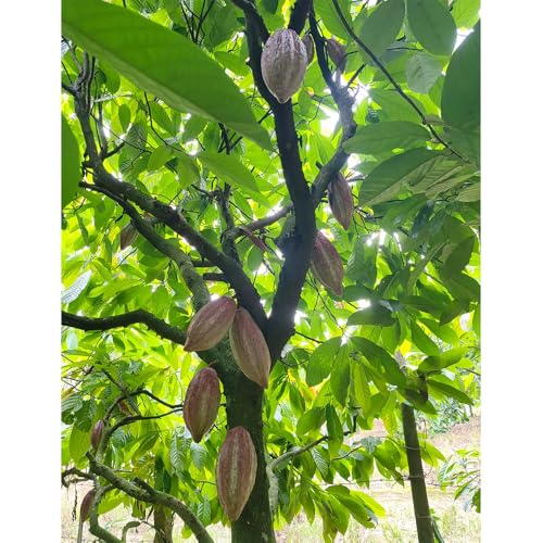 semillas del árbol del cacao, plantas reales, plantas decorativas Maceta de bonsái, de jardín, balcón resistentes Macetas, decoración jardín para exteriores. Semillas árboles, 60pcs