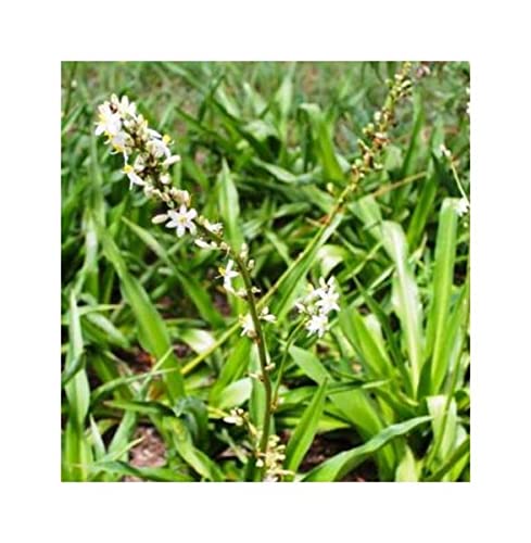 Stk - 10x Chlorophytum krookianum Berg Grünlilie Garten Pflanzen - Samen ID864 - Seeds Plants Shop Samenbank Pfullingen Patrik Ipsa - Image 8