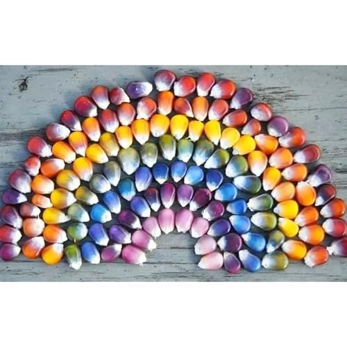 Semillas de maíz arcoiris, semillas de maíz, semillas de hortalizas de invierno, plantas de jardín semillas de bonsái, plantas de jardín Planta perenne resistente, balcón de 100pcs