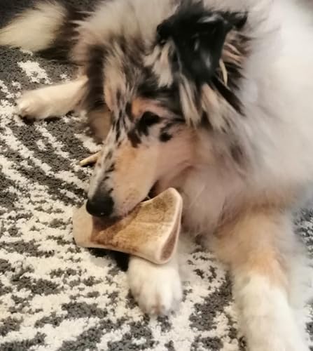 Artisan Gift Co - Damhirschgeweih Kauknochen für Welpen und Große Hunde, Gesamtnettogewicht 200gr+