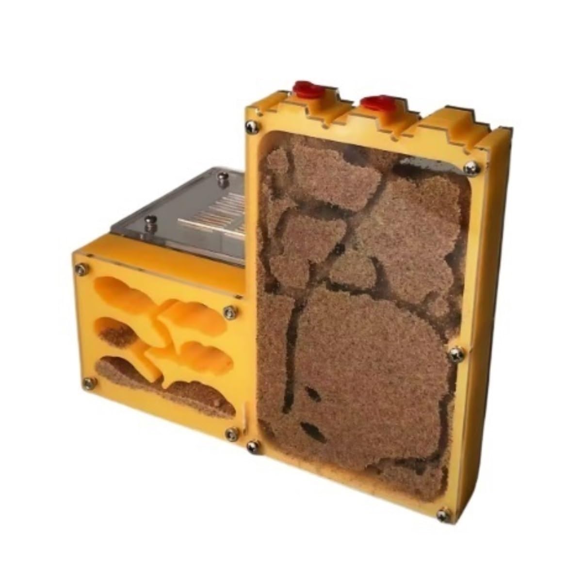 Nido di formiche Capacità Castello in acrilico Formicaio Habitat osservazione delle Fattoria