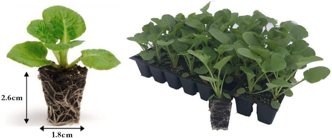 ferm living plant box sale Ferm Living Plant Box Two-Tier