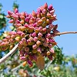 Pistazienbaum Winterhart Samen, baumsamen kaufen Pistazien Samen, Pistacia vera, immergrüne pflanzen winterhart pflanzen für sonnige plätze stauden winterhart mehrjährig bonsai samen 30pcs