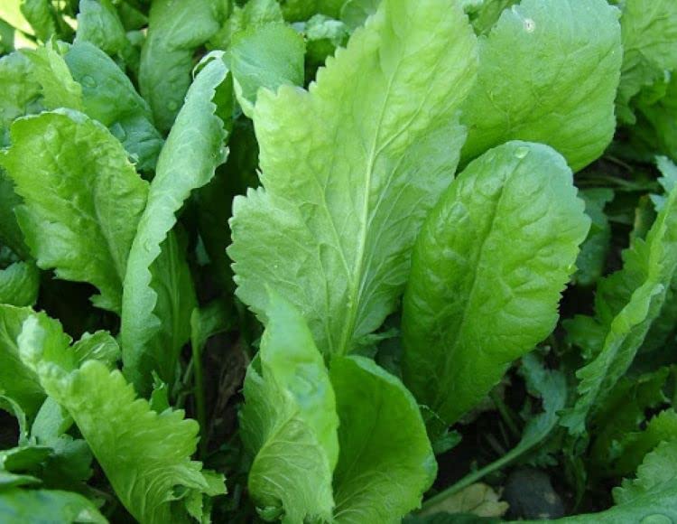 megcito Doğal Tere Tohumu Geniş Yapraklı