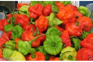 Authentic Aji Dulce Puerto Rican Seeds