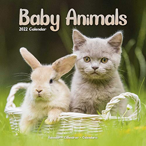 Cute Animal Calendar - Cute Animals Wall Calendar - Baby Animals Calendar - Calendars 2021 - 2022 Wall Calendars - Baby Animals 16 Month Wall Calendar by Avonside