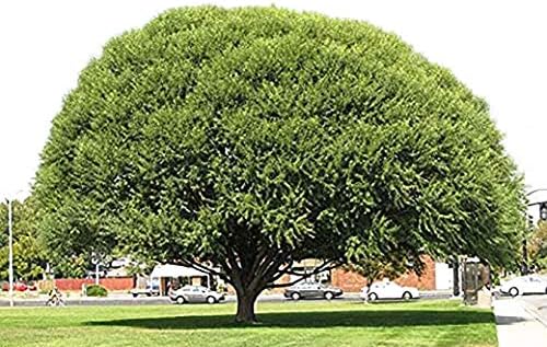 4 Globe Willow Trees - Shade or Privacy Tree - Fast Growing #BC2