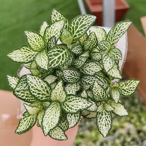 semillas de Fittonia - jardineros verdes decoración de sala estar interior fáciles cuidar oficina decorativas balcón exóticas interior 400pcs
