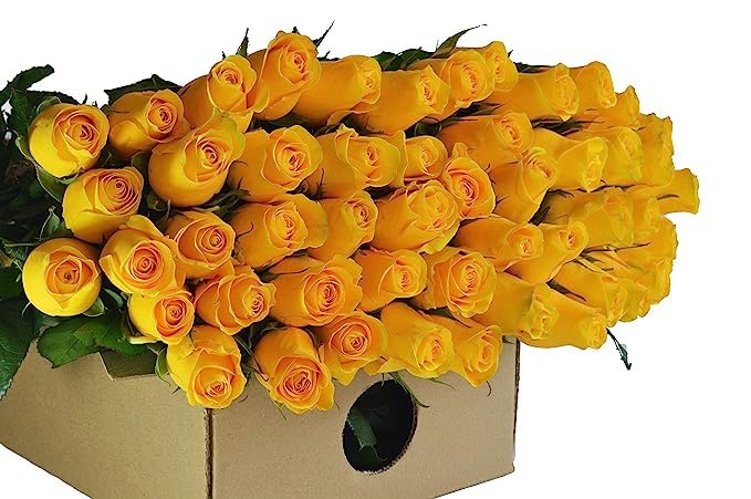 KaBloom - 48 Stems of Yellow Rose (Cut-to-Order, and Homegrown in the USA) - Fresh Flowers for Birthday, Valentine's & Mother's Day