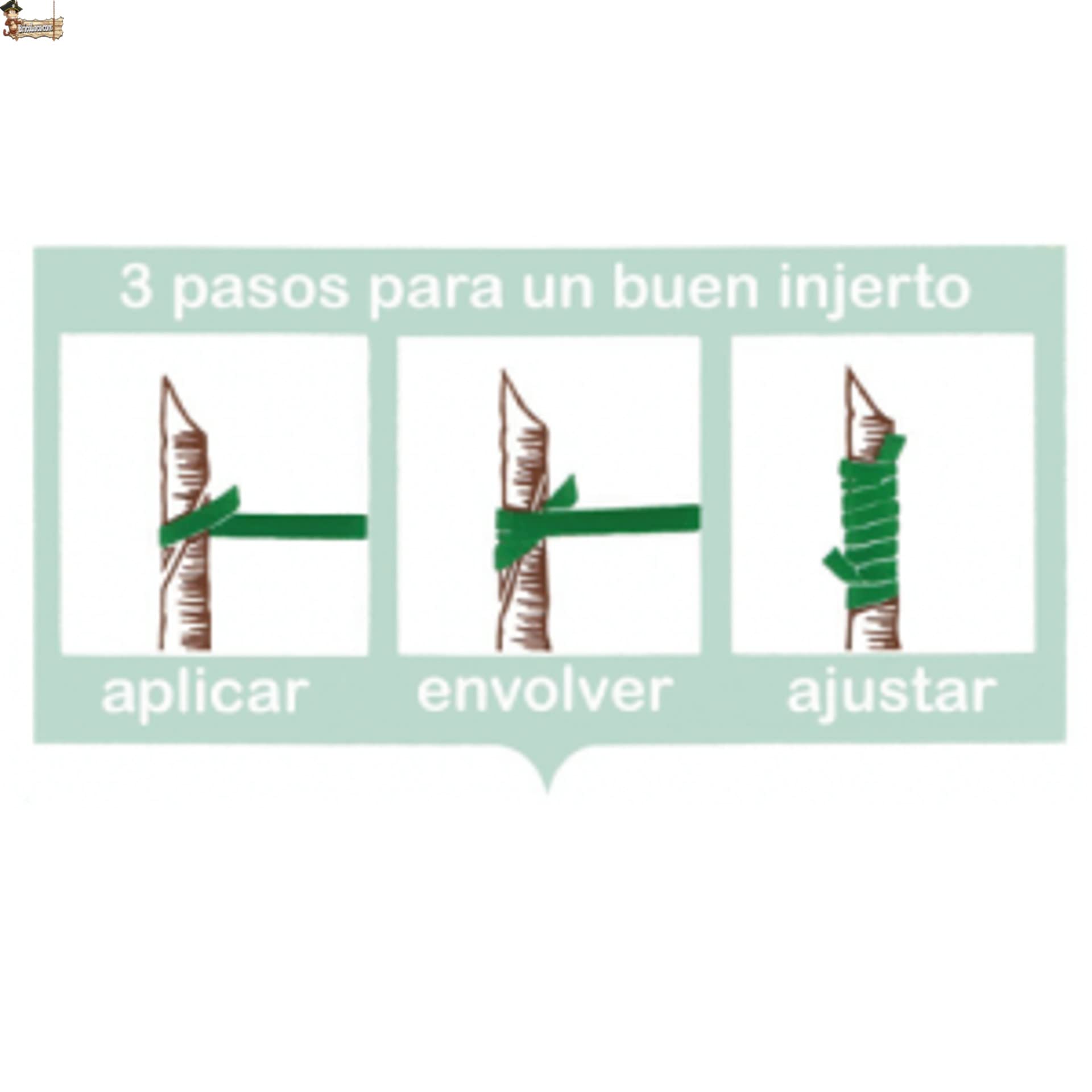 BricoLoco.com Gomas de injertar elásticas. 240x8 mm. 70 Gomas Cinta flexiband para injertos manuales en árboles, frutales, Plantas, sin máquina injertadora. Sustituye la Cuerda (100, 240x8 mm)