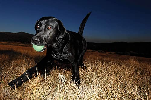 Chuckit! (4 Pack) Max Glow in The Dark Fetch Dog Toy Small