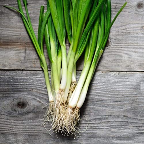 2000 Scallion Seeds - Hành Lá - Aka. Japanese Bunching Onion Welsh Onion, Allium Fistulosum, Hardy White Scallion #TOP26