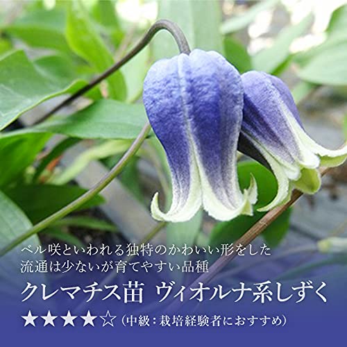 Amazon.co.jp: クレマチス苗 1本 HanaMarche（ハナマルシェ） (しずく
