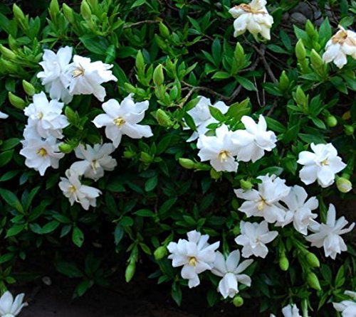 Radicans Dwarf Creeping Gardenia
