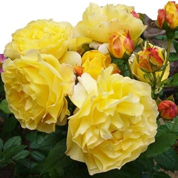 Amazon Co Jp バラ苗 フランスアンフォ 国産大苗デルバールオリジナル角鉢6号 フレンチローズ デルバール 四季咲き大輪 黄色系 Diy 工具 ガーデン