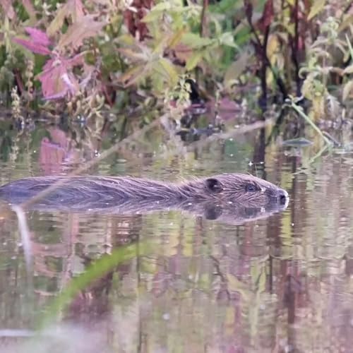 『Beavers of Rodden Meadow』のカバーアート
