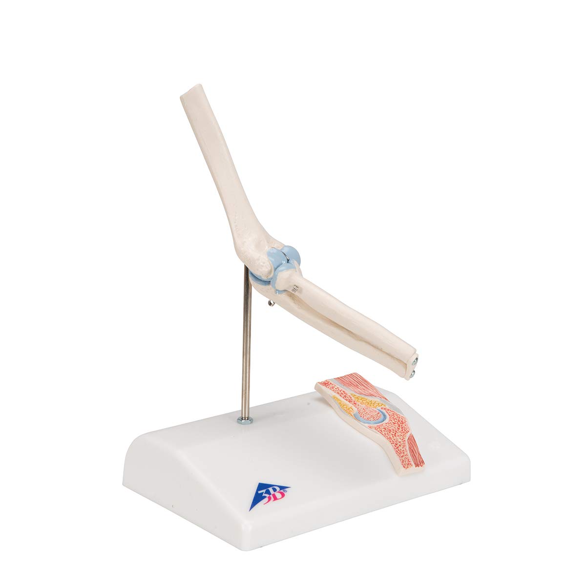 3B Scientific A87/1 Mini staw łokciowy z przekrojem poprzecznym darmowe oprogramowanie anatomiczne - 3B Smart Anatomy