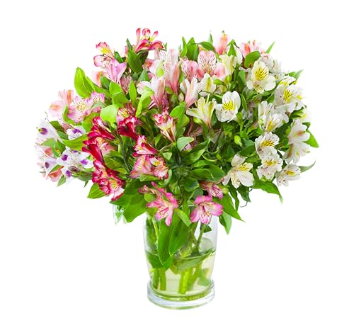 Sendabunch Alstroemeria Bouquet, 20 Fresh Stems | Hand-Arranged Mixed Alstroemeria Flowers, Fresh Cut Blooms with Gift Message Card, Care Guide & Elegant Wrap