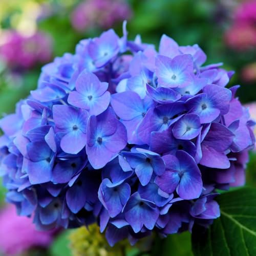 Image of M-Tech Gardens Hydrangea Flowering Plant (Blue, Hybrid) Exotic 1 Live Flowering Plant