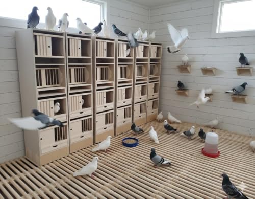 Pigeon, colombe, cage à pigeons, module, oiseau, en bois, 50 x 41 x 45 cm