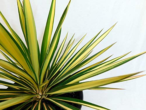 Shrub Color Guard Yucca, 2.25 Gal, Creamy White and Dark Green Shrub Color Guard Yucca, 2.25 Gal, Creamy White and Dark Green
