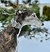 Martingale Dog Collar for Greyhound Saluki Whippet and Other Breeds with Similar Neck 2