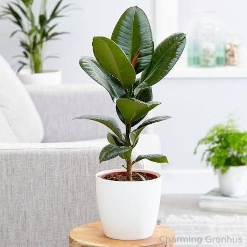 Live Rubber Plant indoor live plant big size with Black Plastic Pot