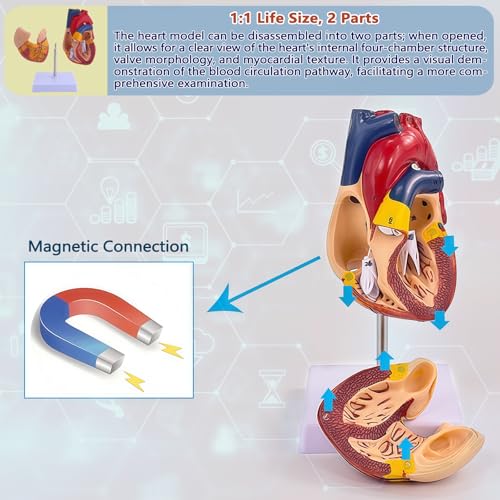 Image of 1:1 Life-Size Human Heart Model with 34 Numbered Anatomical Markers,2-Part Detachable Heart Anatomy Model for Education, Cardiology Study, Patient Demonstration