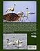 Swans: Their Biology and Natural History