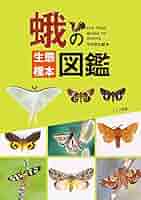 くなりみい　世界の蛾標本セット Yahoo!オークション - 日本/世界のチョウ・蛾セット 外国産蝶類