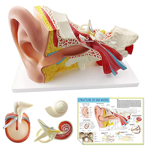 Image of Enlarged Human Ear Model Anatomy 3X Magnification 4 Part Ear Anatomical Model Outer Middle Inner Ear Model for Medical Anatomy and Physiology Study Research Teaching Display with Base