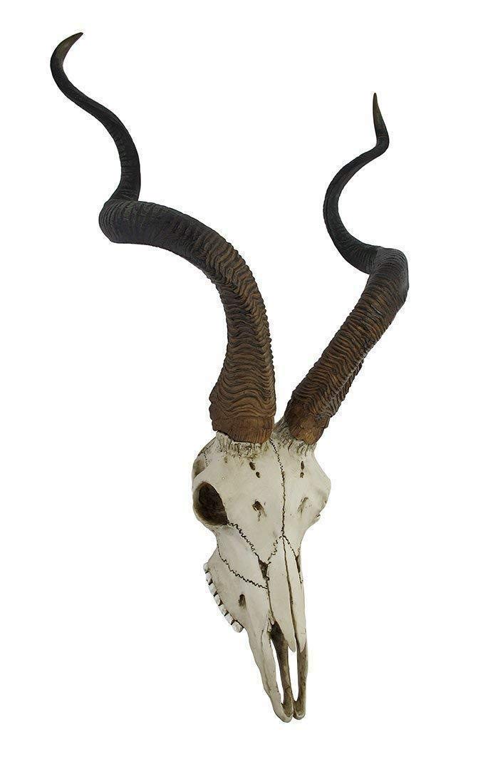 アンテロープ　頭骨 標本 インテリア装飾 アンテロープ 頭骨 標本 インテリア装飾 アンテロープ 頭骨 標本