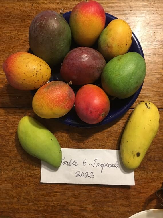 Image of Irwin Mango Plant Grafted '' Fruit After 2-3 Years Hybrid Live Plant Height- 2-3 Feet, Pack Of 1 Healthy Plant On Grow Bag For Home Garden PB 22