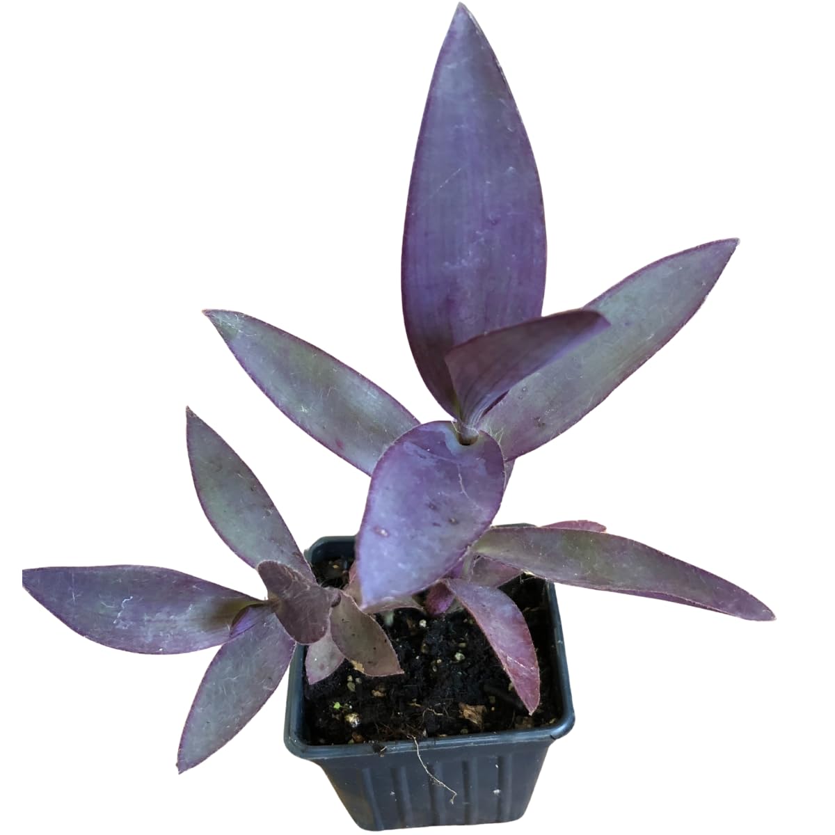 Organic Purple Heart Plant