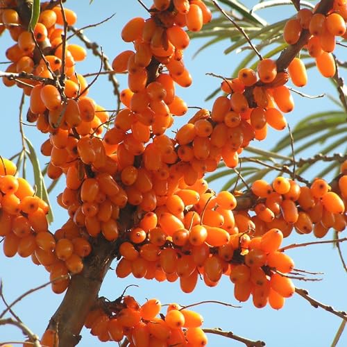 Image of Easygrow Himalayan Sea Buckthorn Berry - 50 gm, Natural Seabuckthorn Berry From Ladakh For Skin, Rich in Collagen, Fatty Acids, Vitamins & Phytonutrients Dried Sea Buckthorn Berries