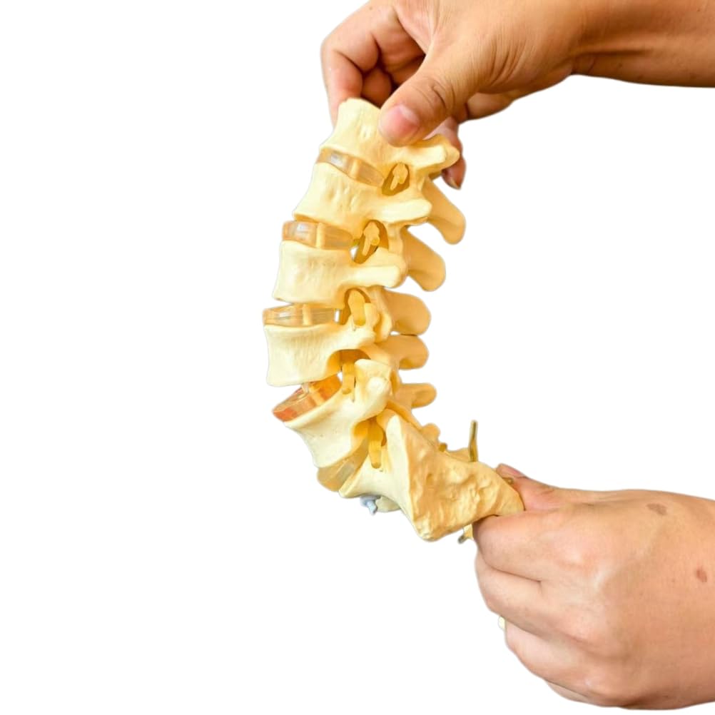 YRQMGSF Dynamic Flexible Coccyx Model Adult 5-Segment Lumbar Spine Model for Study Teaching Medical Model